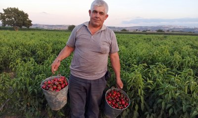 YENİŞEHİR’İN YENİ GÖZDESİ: KARDOLA BİBERİ